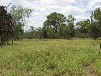 On The Banks Of The Condamine River Picture On The Banks Of The Condamine River Picture