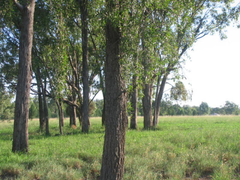 Condamine River Country with Permanent Water Picture 3