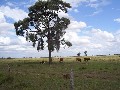 Farming and Grazing Property Picture