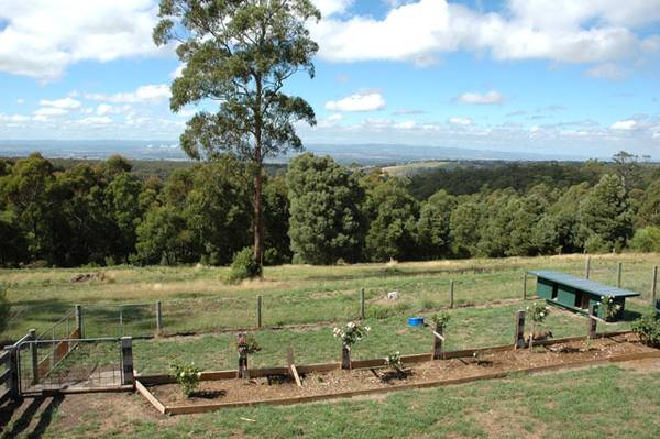 Attention Dog owners/breeders Picture 3