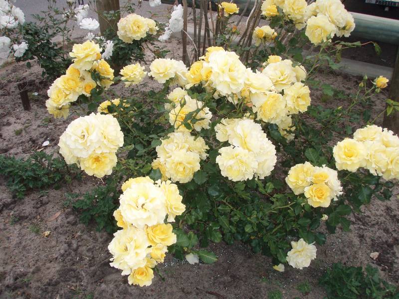 TRANQUIL EASY LIVING Picture 1