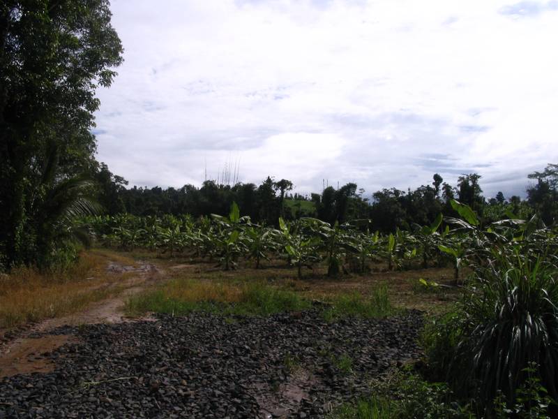 Banana Farm on 35.93 ha Picture 3