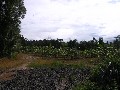 Banana Farm on 35.93 ha Picture