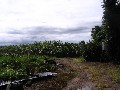 Banana Farm on 35.93 ha Picture