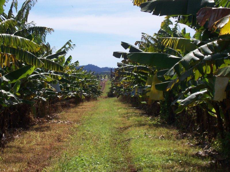 Banana Farm Picture 2