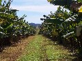 Banana Farm Picture