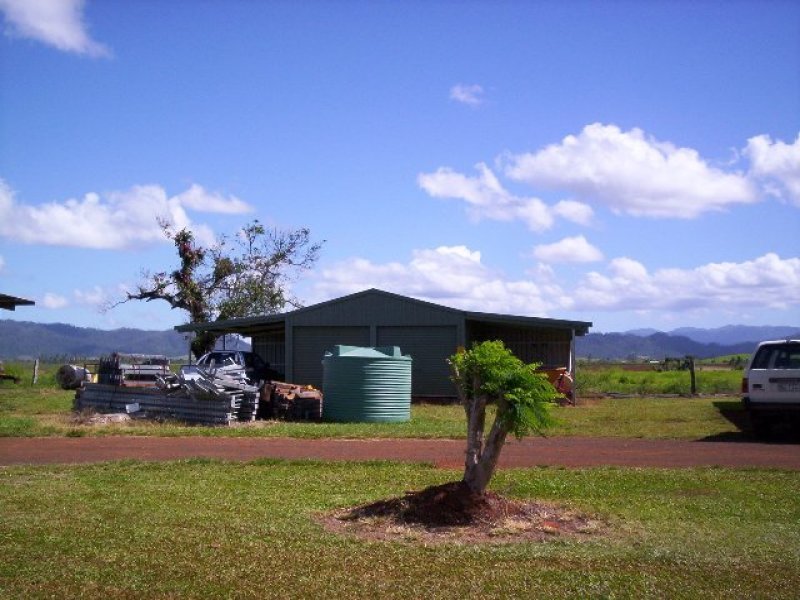 BANANAS AND CATTLE Picture 3