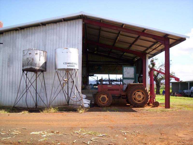 BANANAS AND CATTLE Picture 2
