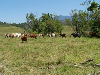 Cattle Fattening - Woopen Creek - 502 acres Picture