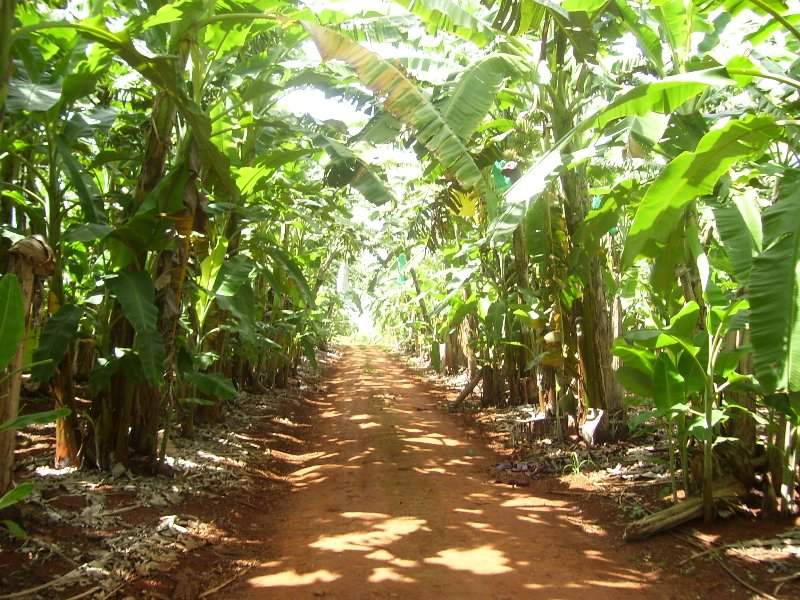 Income Potential or LIfestyle Plus Picture 3