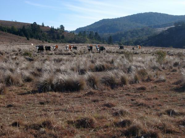 Shoalhaven River Property Picture 3