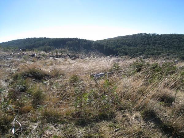 Cheap as Pine Chips Picture