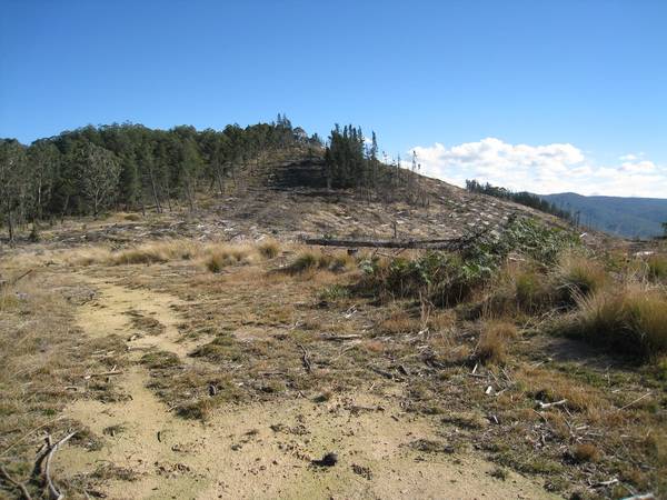 Cheap as Pine Chips Picture