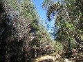 Mature Radiata Pine Plantation 30 + years old Picture
