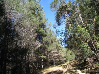 Mature Radiata Pine Plantation 30 + years old Picture