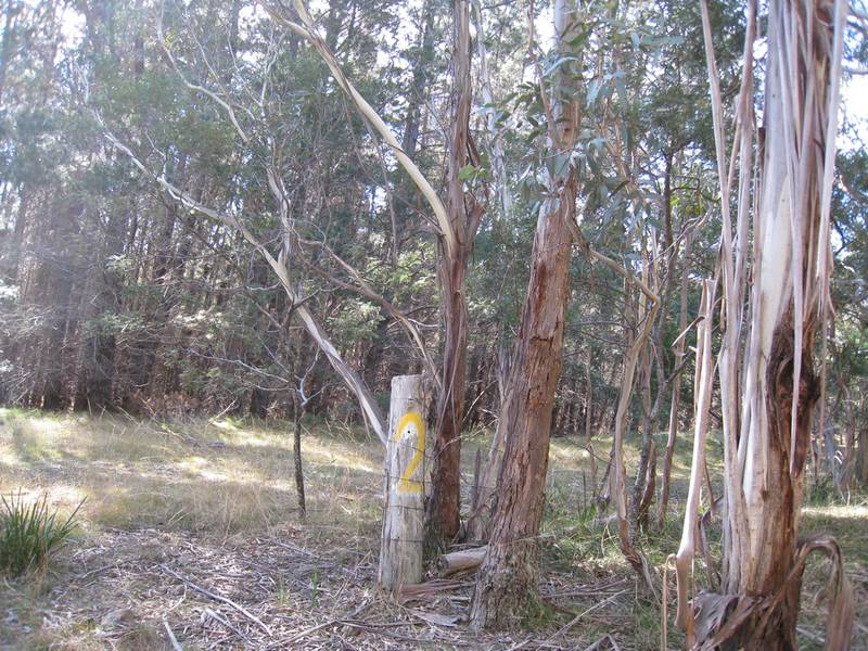 Mature Radiata Pine Plantation 30 + years old Picture 2