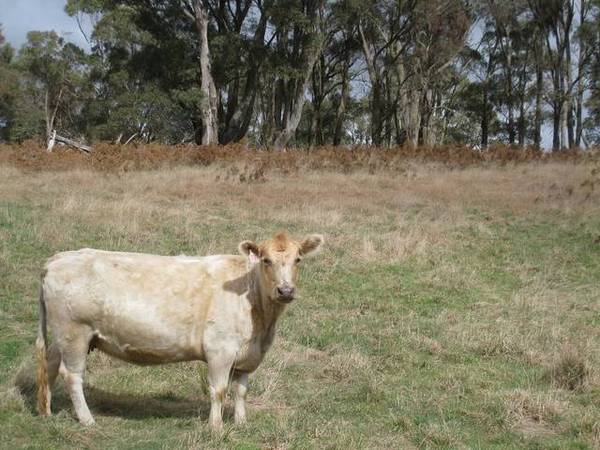 Rainbow Valley - 40.47 ha (100 Acres) Picture 3