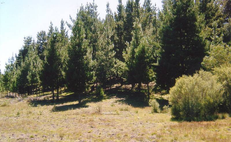Large Recreational Acreage with Creek and River Frontage Picture 3