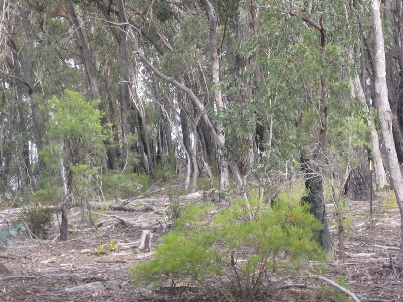 Bush Escape Picture 1