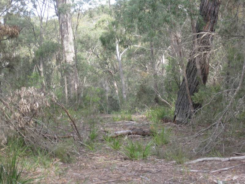 Bush Escape Picture 3