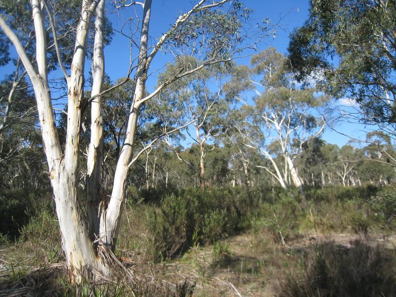 Small Acreage on the Cooma Road Picture 2