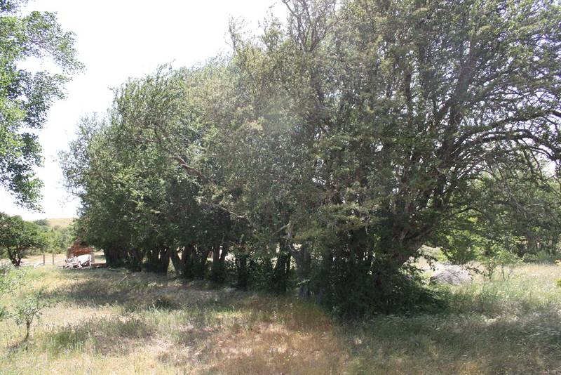 "Hawthorn Hideaway" Picture 2