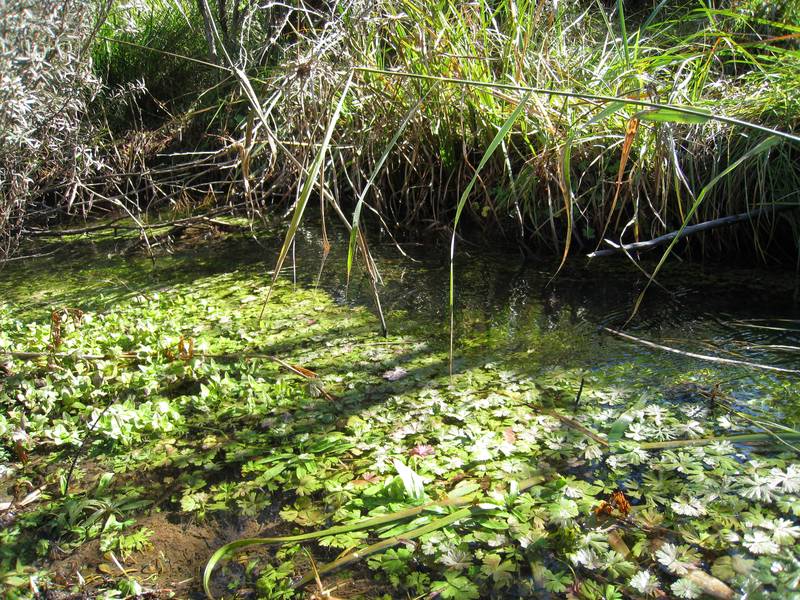 Sherborne - Walk Right In Picture 3