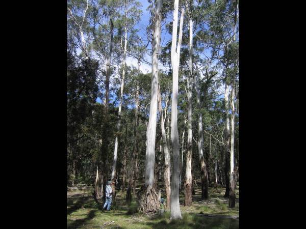 The Great Escape Picture 2