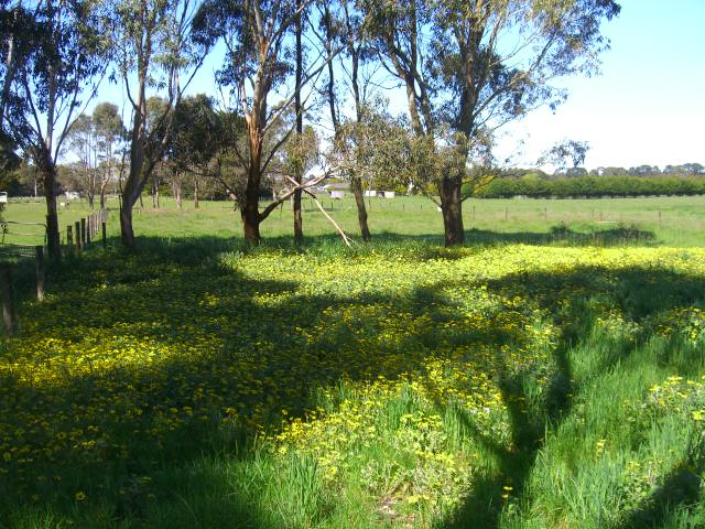 1.5 ACRE BLOCK OF LAND ON EDGE OF TOWN Picture 1