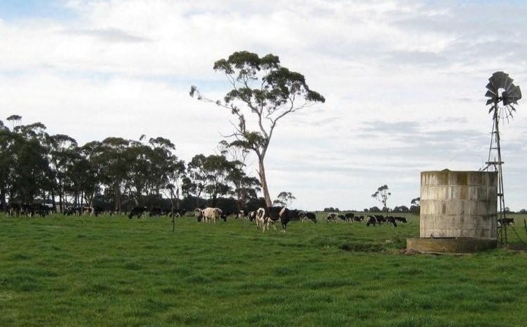 Cobden dairy farm with flexibility to expand Picture 3