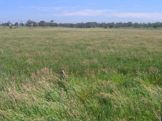 Lake Purrumbete Building Block / Out Paddock Picture 3