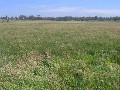 Lake Purrumbete Building Block / Out Paddock Picture Lake Purrumbete Building Block / Out Paddock Picture