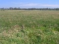 Lake Purrumbete Building Block / Out Paddock Picture