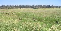 Lake Purrumbete Building Block / Out Paddock Picture Lake Purrumbete Building Block / Out Paddock Picture
