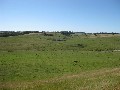 Sheltered grazing block close to Simpson Picture