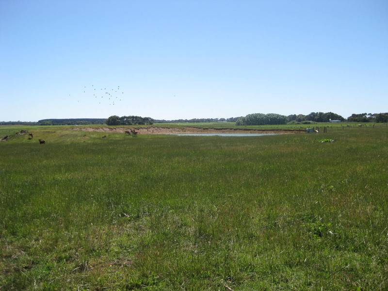 300 plus cow farm with all facilities in place. Picture 3