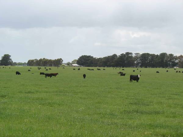 DIVERSE PRIME STOCK OPPORTUNITIES Picture 3