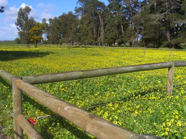 FARMLET - 5 ACRES - LIFESTYLE Picture 2