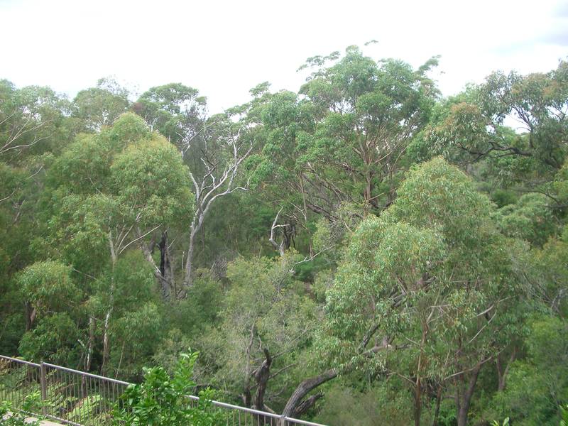 AMOUNGST THE GUMTREES Picture