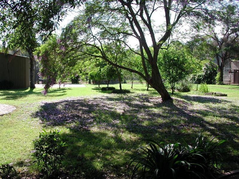 AMONGST THE GUM TREES! Picture 2