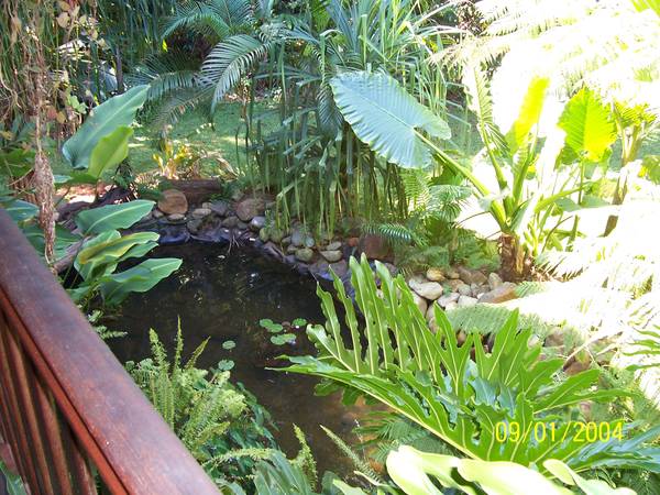 Rainforest Change Picture 3