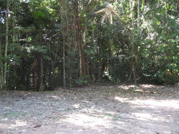 Cape Kimberley Rainforest Picture 1