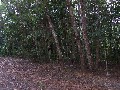 Views in Forest Creek Picture