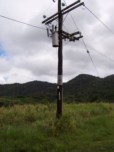 Organic Banana Farm Picture 2