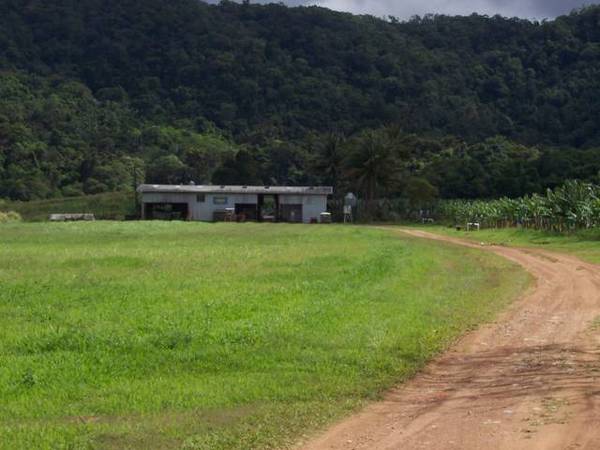 Organic Banana Farm Picture 3