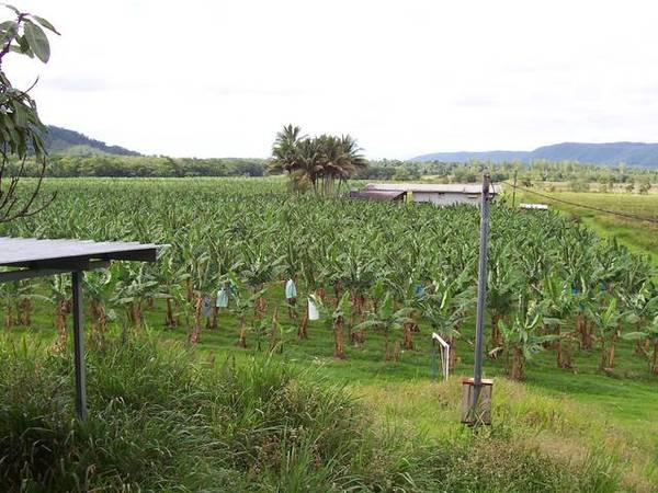 Organic Banana Farm Picture 1