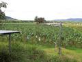 Organic Banana Farm Picture