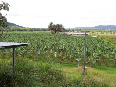 Organic Banana Farm Picture
