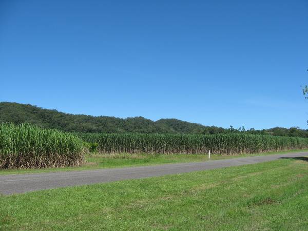 Working Cane Farm in Miallo. Picture 1