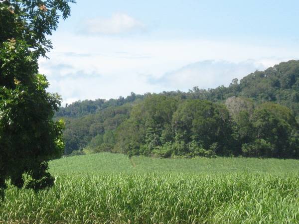 Working Cane Farm in Miallo. Picture 2